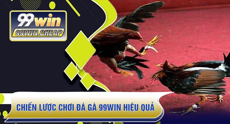 Chiến lược chơi Đá Gà 99WIN hiệu quả