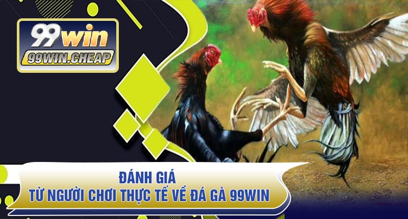 Đánh giá từ người chơi thực tế về Đá Gà 99WIN