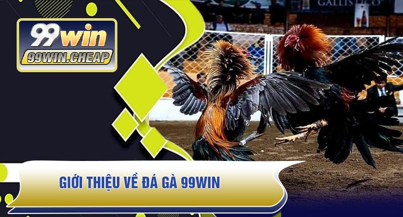Giới thiệu về Đá Gà 99WIN